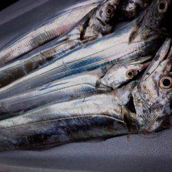 渋いが良型も…