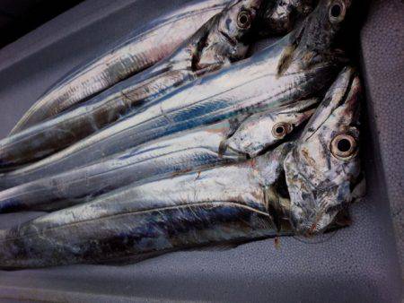 渋いが良型も…