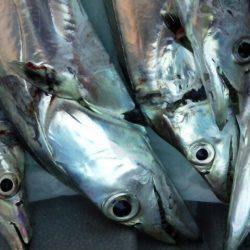 活性悪く・・・