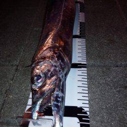 今シーズン初のドラゴン！