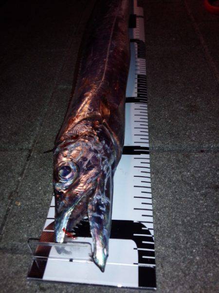 今シーズン初のドラゴン！