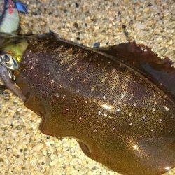 強風サーフエギング