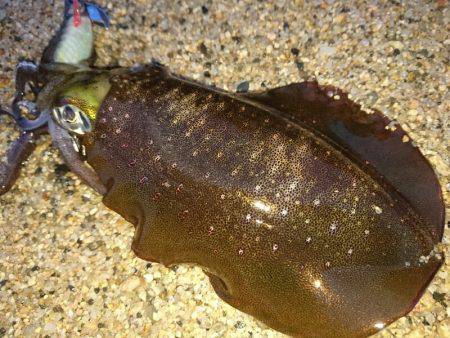 強風サーフエギング