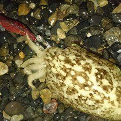 サーフエギング