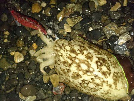 サーフエギング