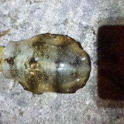 少ないようです。