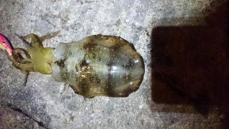 少ないようです。