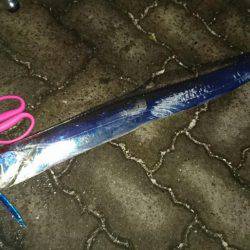 敦賀サゴシゲーム