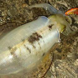 敦賀秋イカ中盤戦