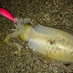 肌寒いサーフへ