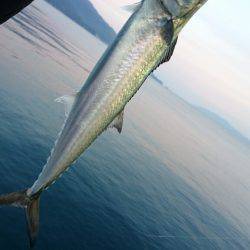 敦賀秋のサゴシ祭