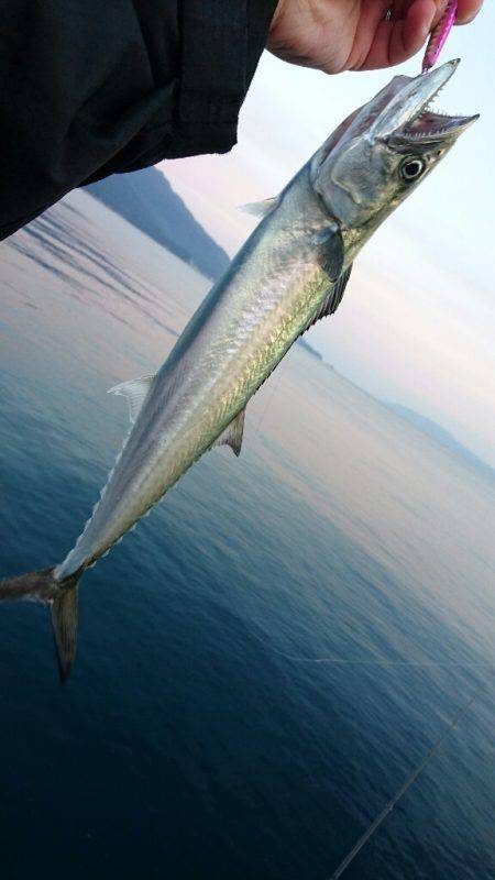 敦賀秋のサゴシ祭