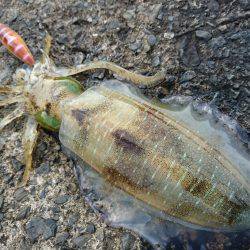 敦賀秋イカ終盤戦