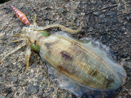 敦賀秋イカ終盤戦