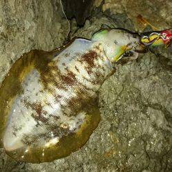 敦賀秋イカ終盤戦