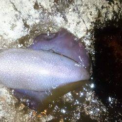 成長してますな。