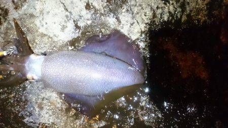 成長してますな。