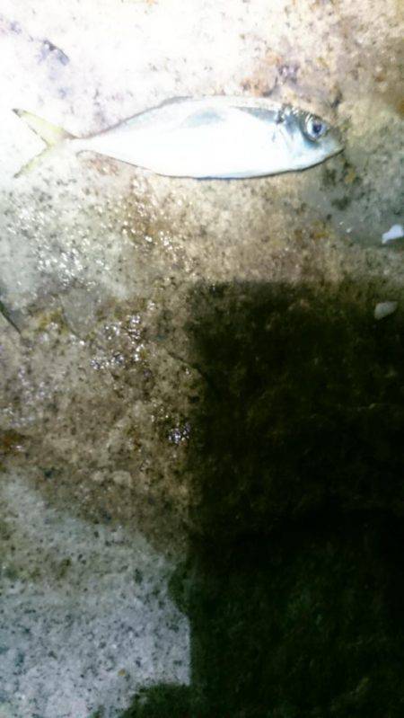 大潮に釣れない。