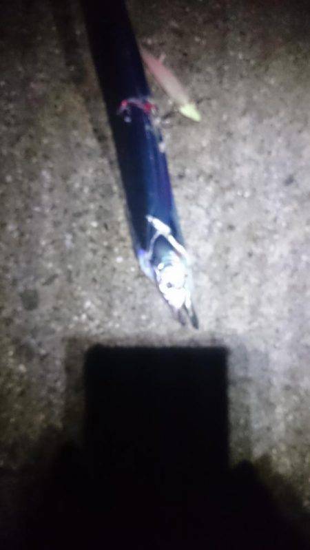 やっぱオモロイ。