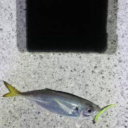 ネバリとガンバリ