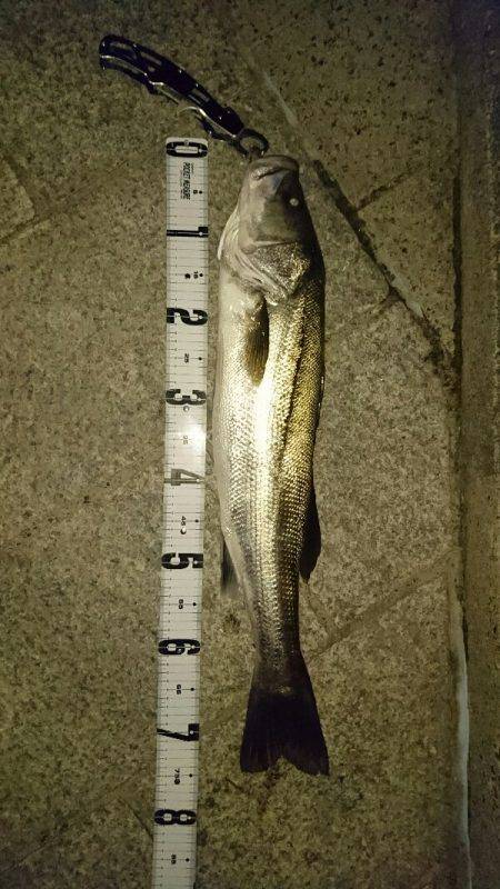 なんとか一匹ゲット