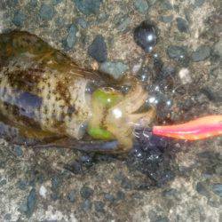 またまた大雨後