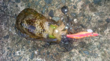 またまた大雨後