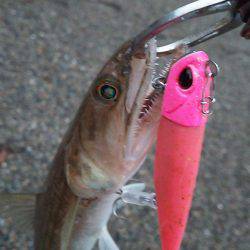 サーフエソング(>_<)