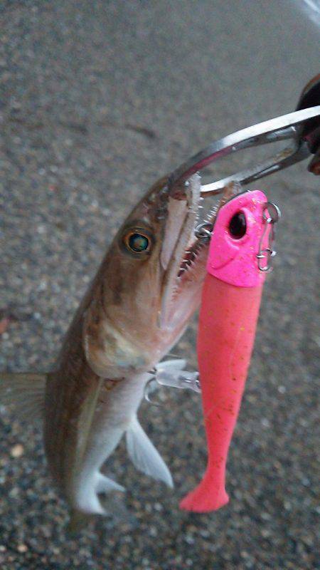 サーフエソング(>_<)