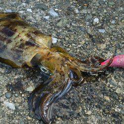 爆風もあって渋い！