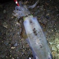 アオリ!タチウオ!アジ!秋のターゲットを捕獲!