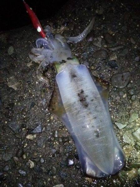 アオリ！タチウオ！アジ！秋のターゲットを捕…