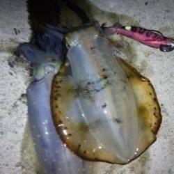 アオリ連発！淡路島エギング！