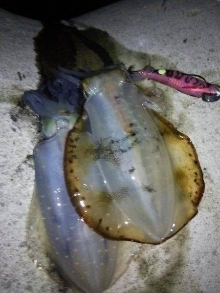 アオリ連発！淡路島エギング！