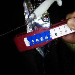 タチウオ連打!アジング爆釣!