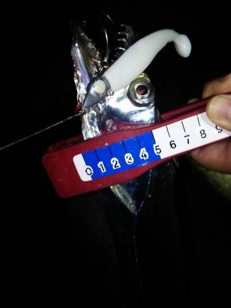 タチウオ連打!アジング爆釣!