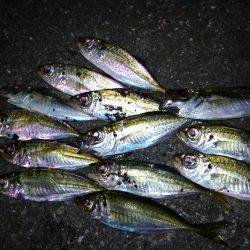 1時間で2ケタ!数釣りアジング!