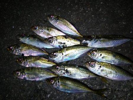 1時間で2ケタ！数釣りアジング！