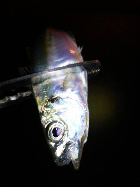 明石のアジングは…？