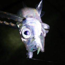 アジング数釣り絶好調!