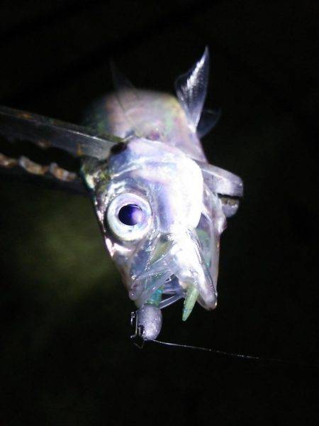 アジング数釣り絶好調!