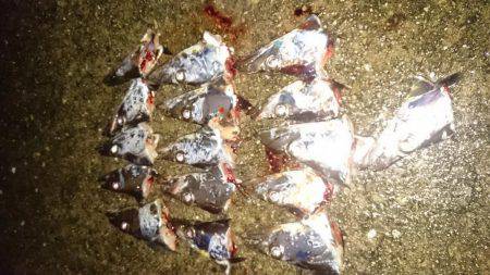 タチウオ爆釣①