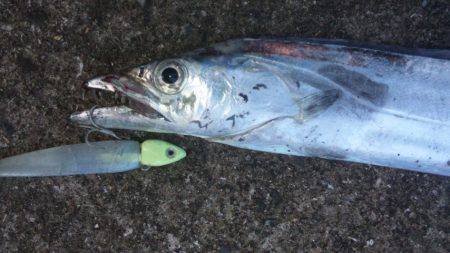 タチウオ釣り