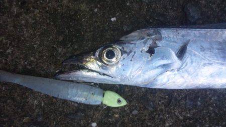 タチウオ釣り