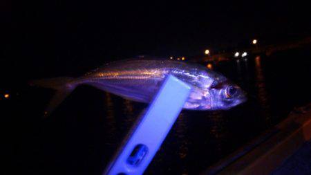 夜中のサビキ