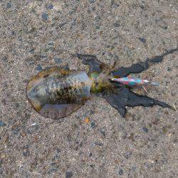 サゴシング&エギング