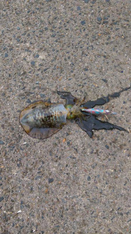 サゴシング&エギング