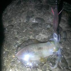 久々に釣れました。