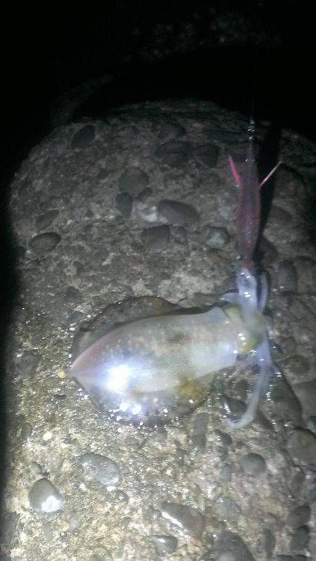 久々に釣れました。