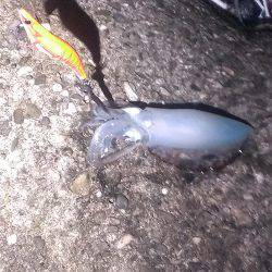 ２杯釣れました。